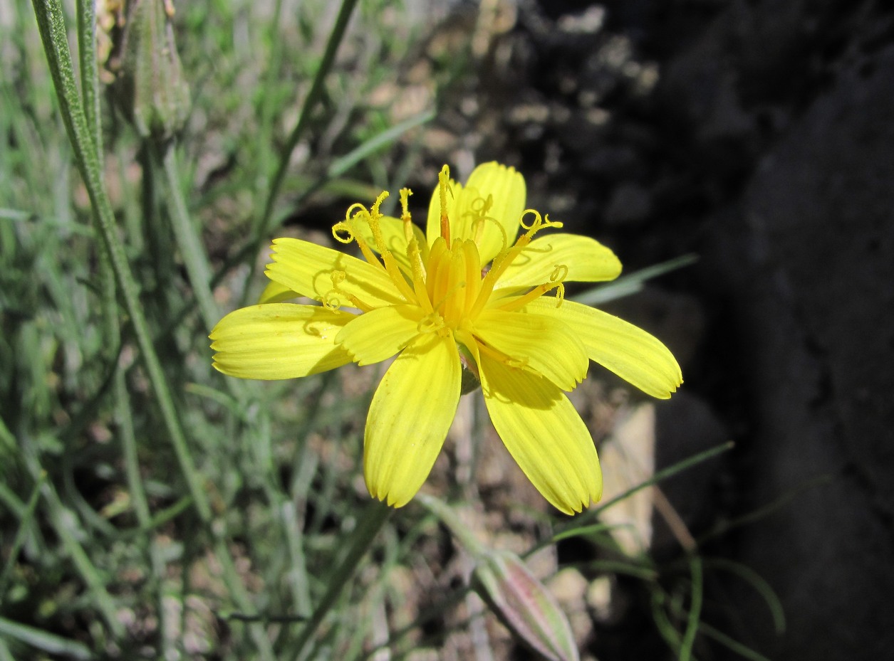 Изображение особи Scorzonera filifolia.