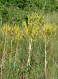 Isatis tinctoria