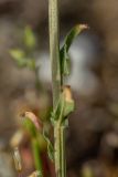 Erysimum cuspidatum. Часть побега. Крым, Керченский п-ов, Караларская степь. 30.04.2019.