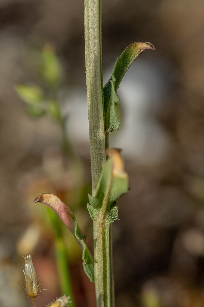 Image of Erysimum cuspidatum specimen.