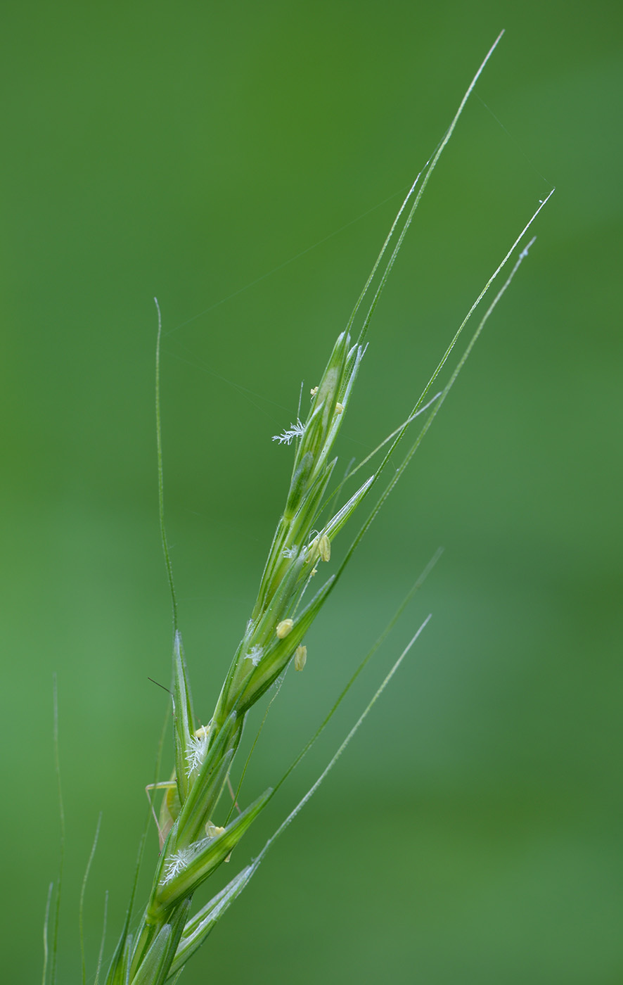 Изображение особи Elymus caninus.