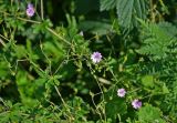 Geranium pyrenaicum. Верхушки побегов с цветками и завязавшимися плодами. Сербия, национальный парк Тара, плоскогорье Равна Тара, луг. 08.07.2019.