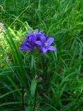 Campanula glomerata