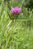 Trifolium medium