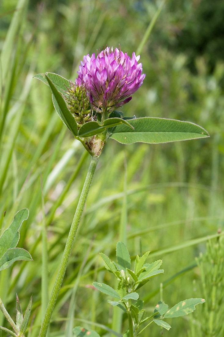 Изображение особи Trifolium medium.