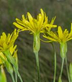 Scorzonera stricta. Соцветия. Челябинская обл., Брединский р-н, окр. пос. Аркаим, степь. 15 июня 2019 г.