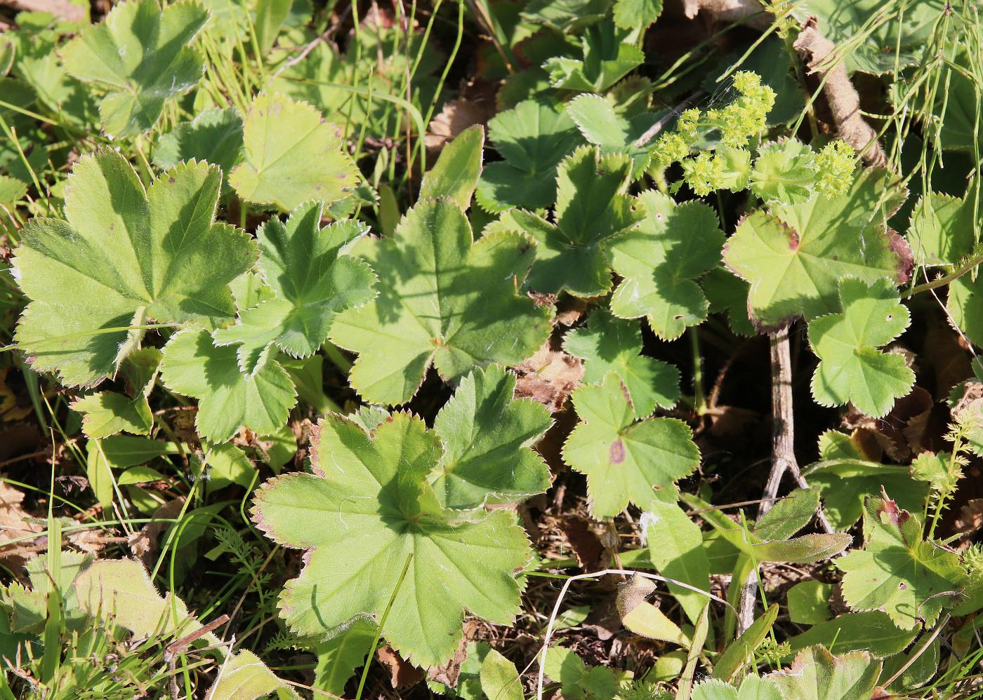 Изображение особи Alchemilla monticola.