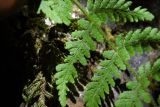 Woodsia caucasica. Часть вайи. Республика Адыгея, Майкопский р-н, ок. 4 км к СЗ от станицы Даховская, ущелье руч. Большой Руфабго, на скальном обнажении. 11.08.2019.