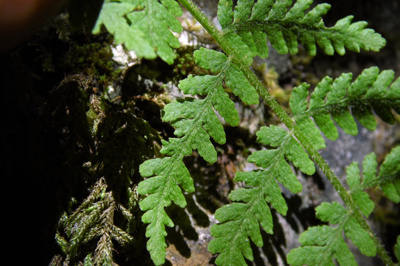 Image of Woodsia caucasica specimen.