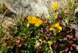 Potentilla gelida