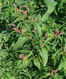 Persicaria lapathifolia