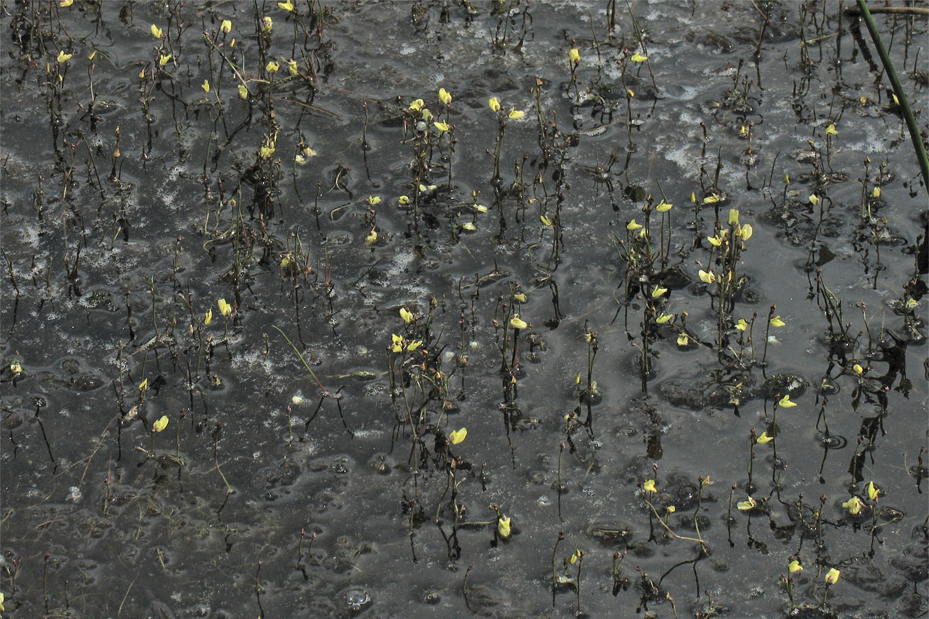 Image of Utricularia minor specimen.