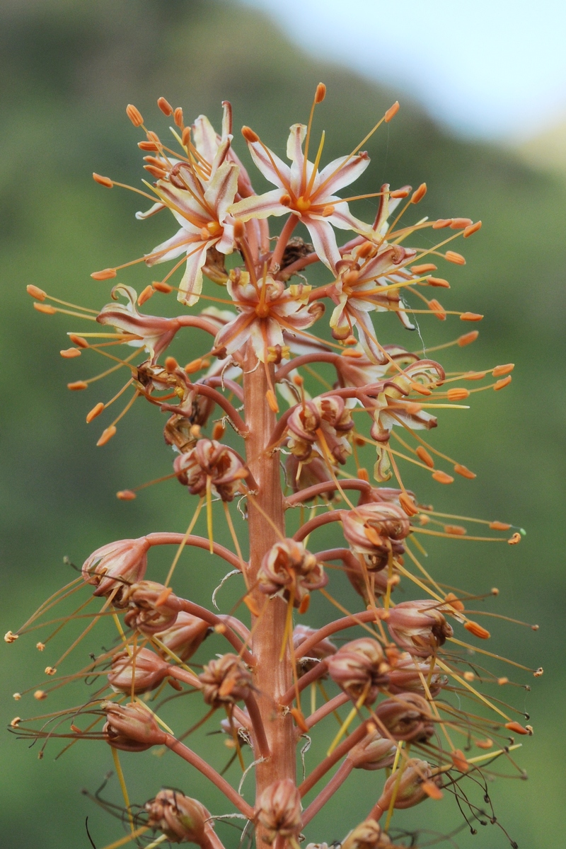 Изображение особи Eremurus &times; nikitinae.