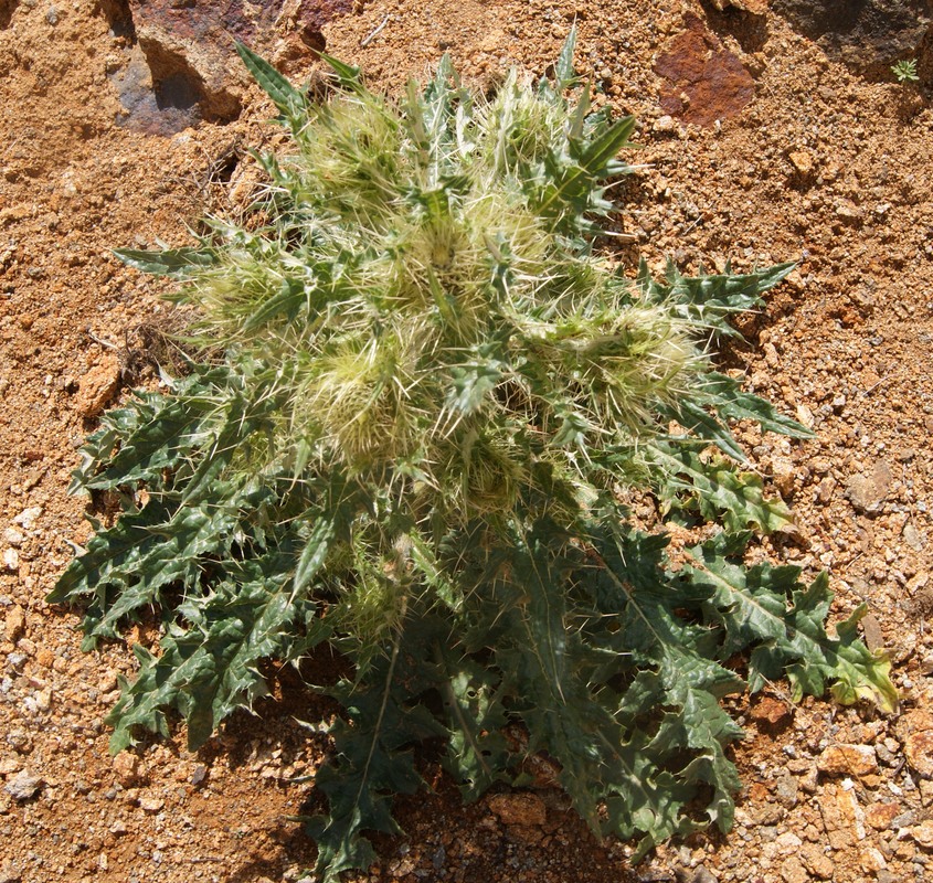 Image of genus Cirsium specimen.