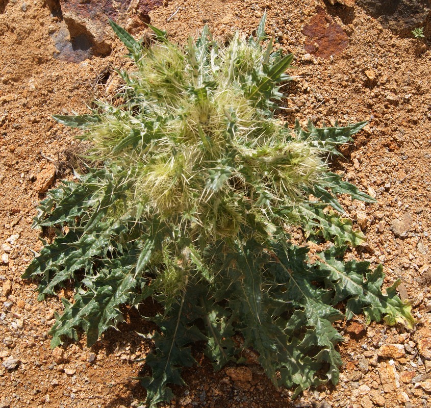 Изображение особи род Cirsium.