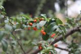 Pyracantha coccinea. Ветвь с плодами. Азербайджан, г. Баку, в городском озеленении. 4 декабря 2019 г.