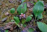 Bergenia crassifolia. Цветущее растение. Алтай, Онгудайский р-н, Семинский перевал, ≈ 1700 м н.у.м., хвойный лес. 10.06.2019.