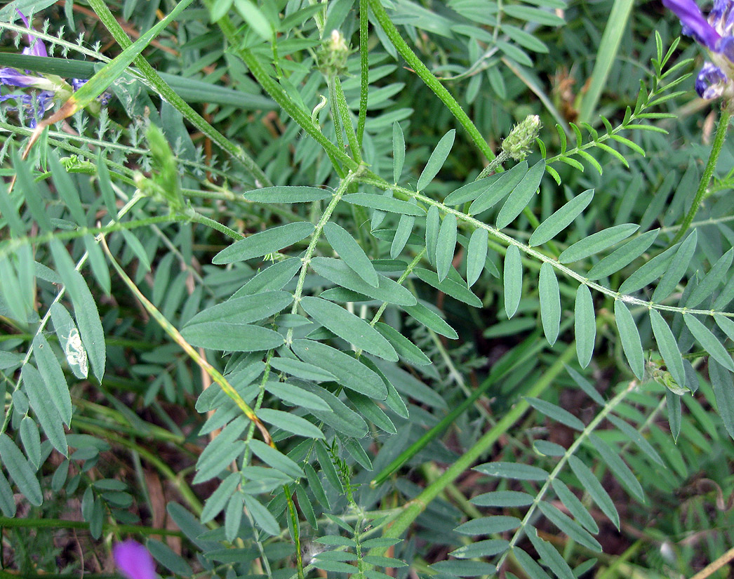 Изображение особи Astragalus onobrychis.