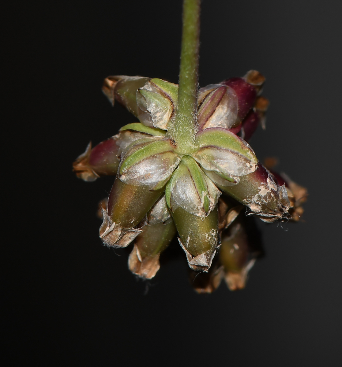 Изображение особи Plantago amplexicaulis.