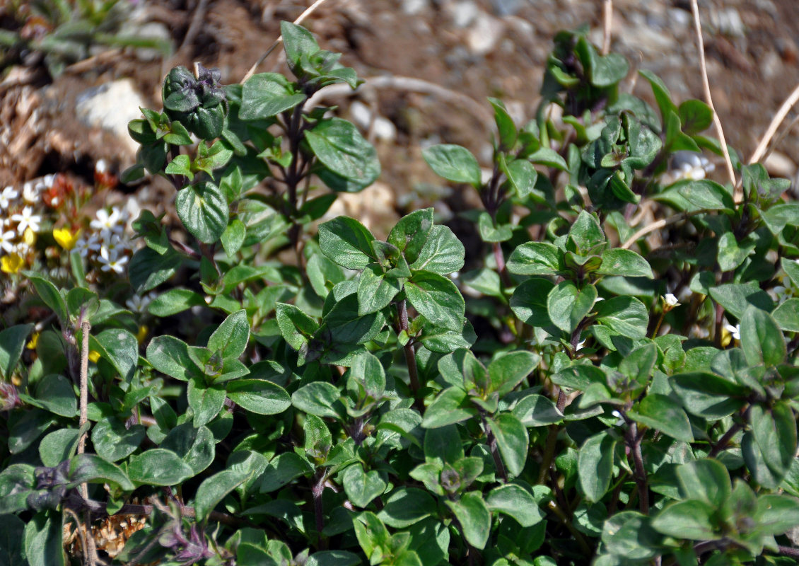 Image of Ziziphora clinopodioides specimen.