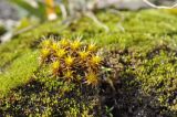 Syntrichia ruralis. Вегетирующие растения. Крым, г. Симферополь, окр. мкр-на Пневматика; склон куэсты, камень. 14.02.2020.