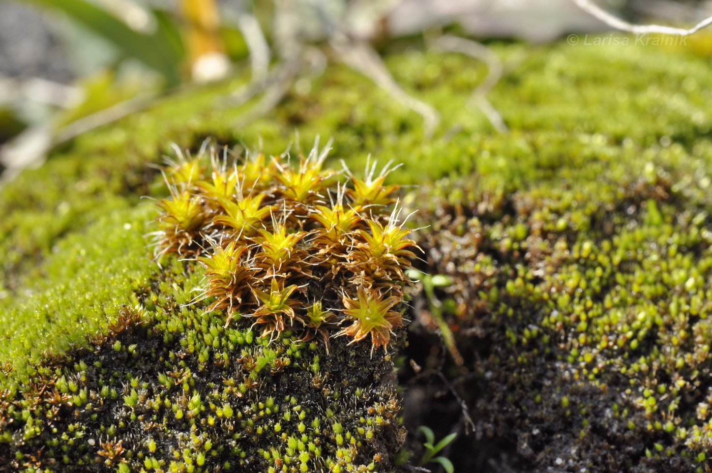 Изображение особи Syntrichia ruralis.