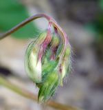 Lathyrus laxiflorus