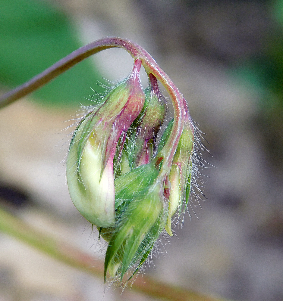 Изображение особи Lathyrus laxiflorus.