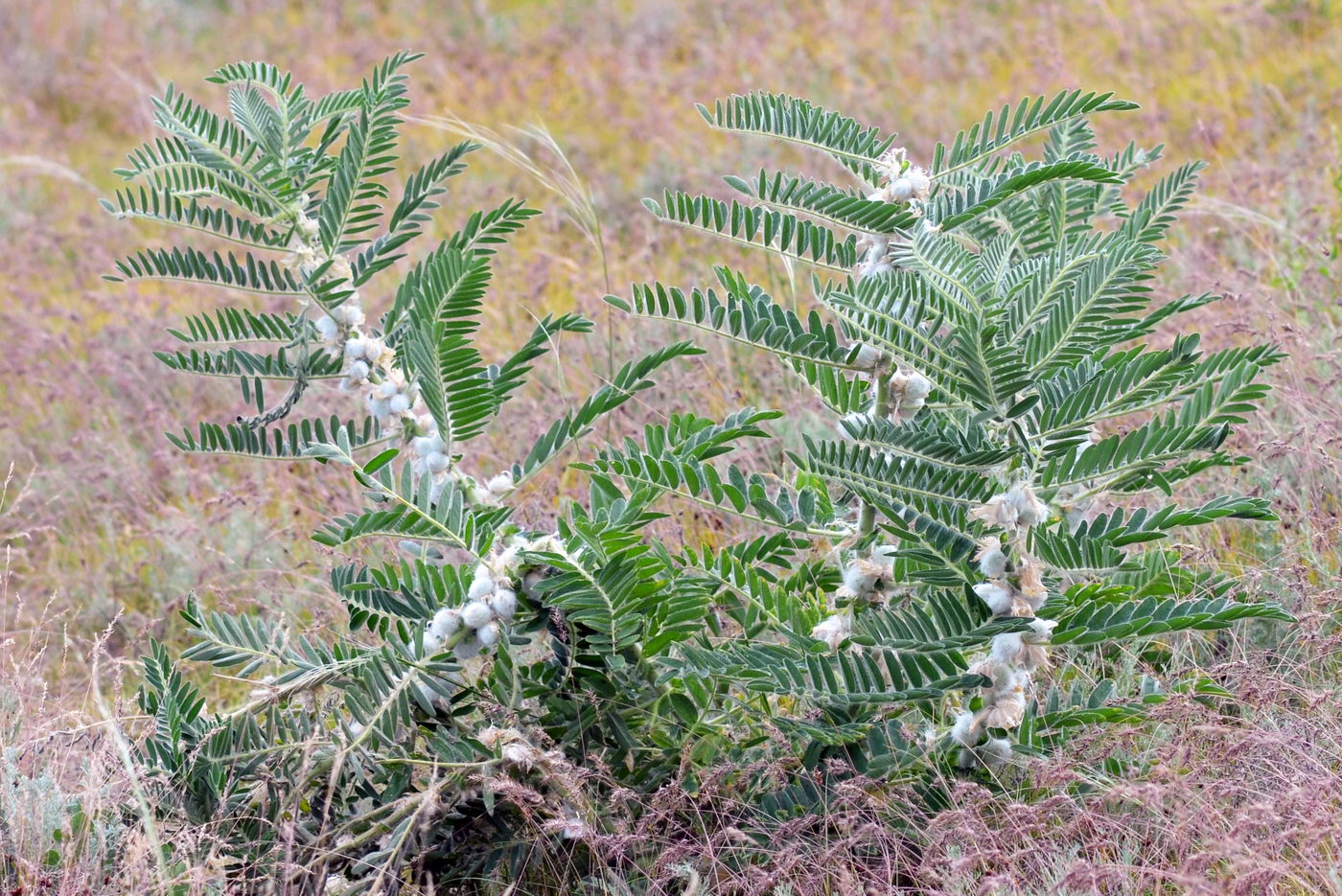 Изображение особи Astragalus sieversianus.