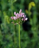 Allium angulosum