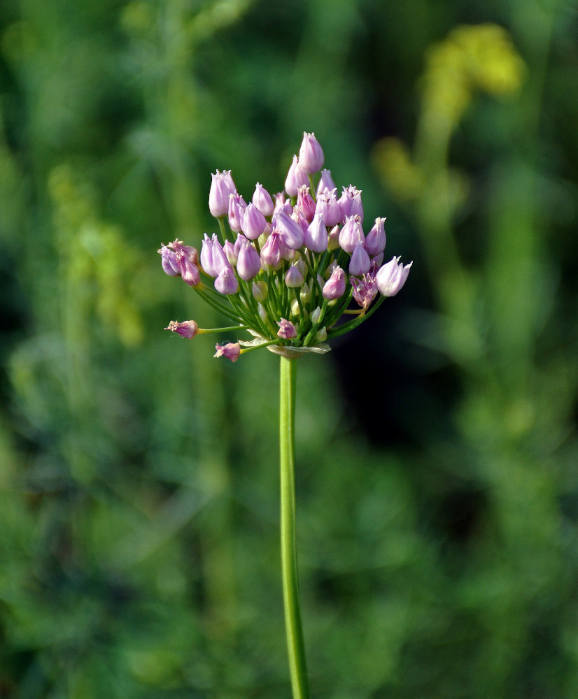 Image of Allium angulosum specimen.