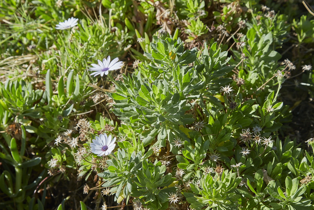 Изображение особи Dimorphotheca ecklonis.