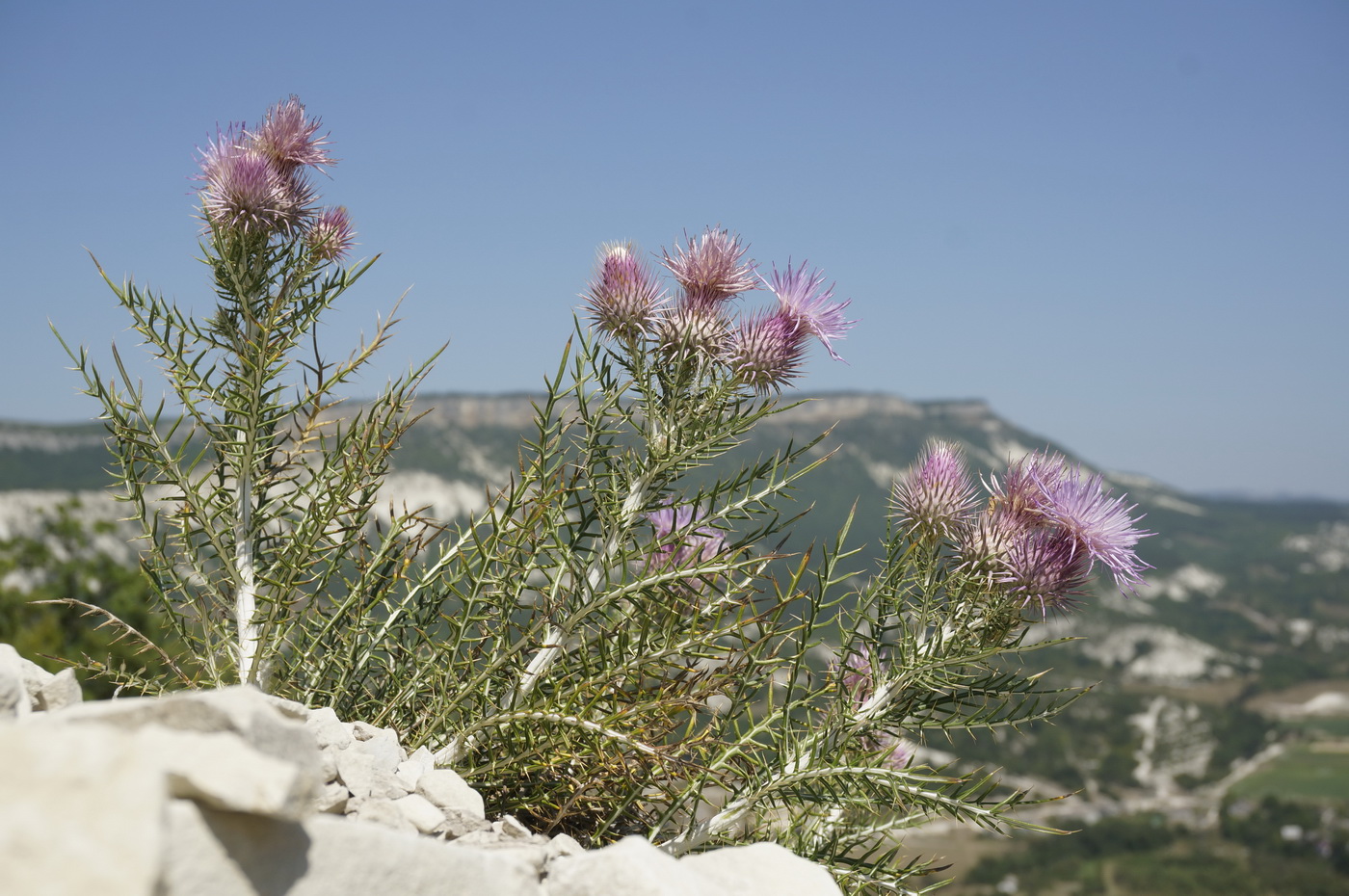 Image of Lamyra echinocephala specimen.