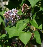 Syringa vulgaris