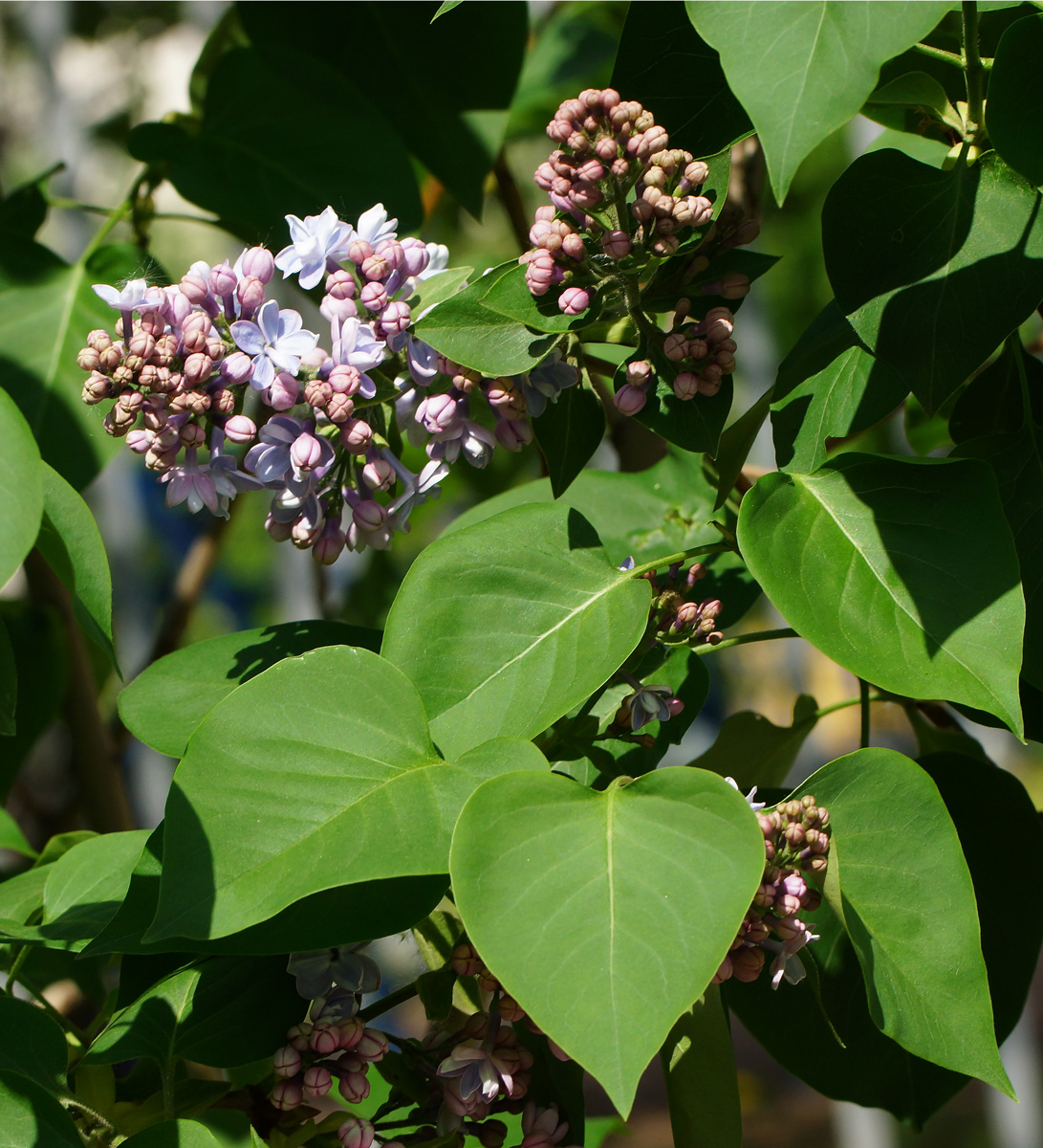 Image of Syringa vulgaris specimen.