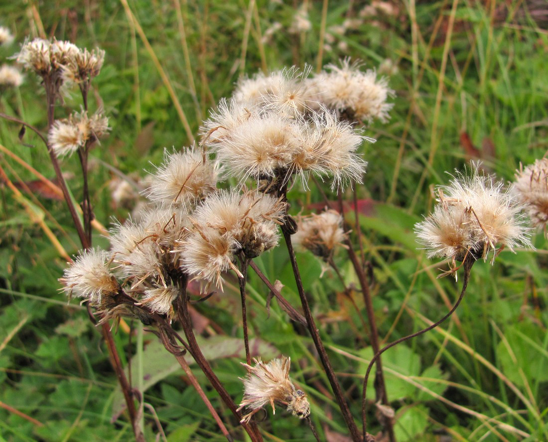 Изображение особи Saussurea alpina.