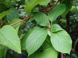 Hydrangea paniculata. Побеги. Приморский край. Владивостокский ГО, Ботанический сад. 24.08.2019.