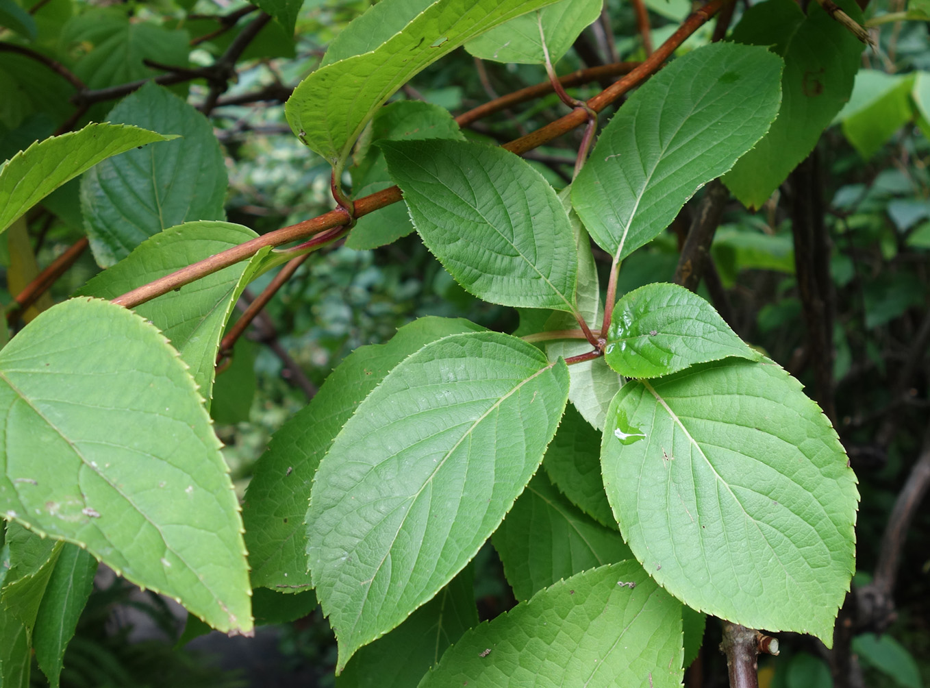 Image of Hydrangea paniculata specimen.