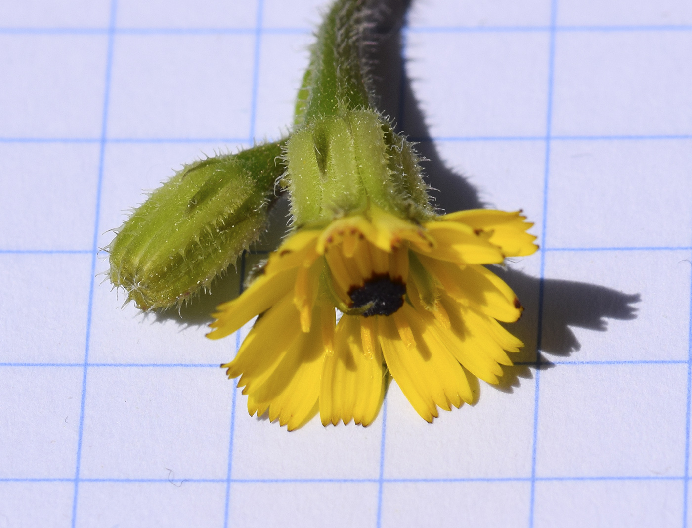 Image of Hedypnois rhagadioloides specimen.