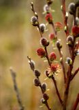 Salix rosmarinifolia. Ветви с соцветиями мужского растения. Ленинградская обл., Гатчинский р-н, окр. пос. Пудость, заброшенная травертиновая выработка. 11.05.2020.