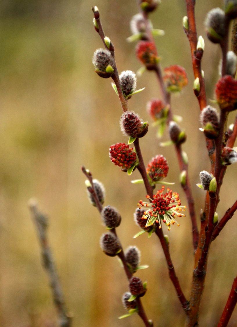 Image of Salix rosmarinifolia specimen.