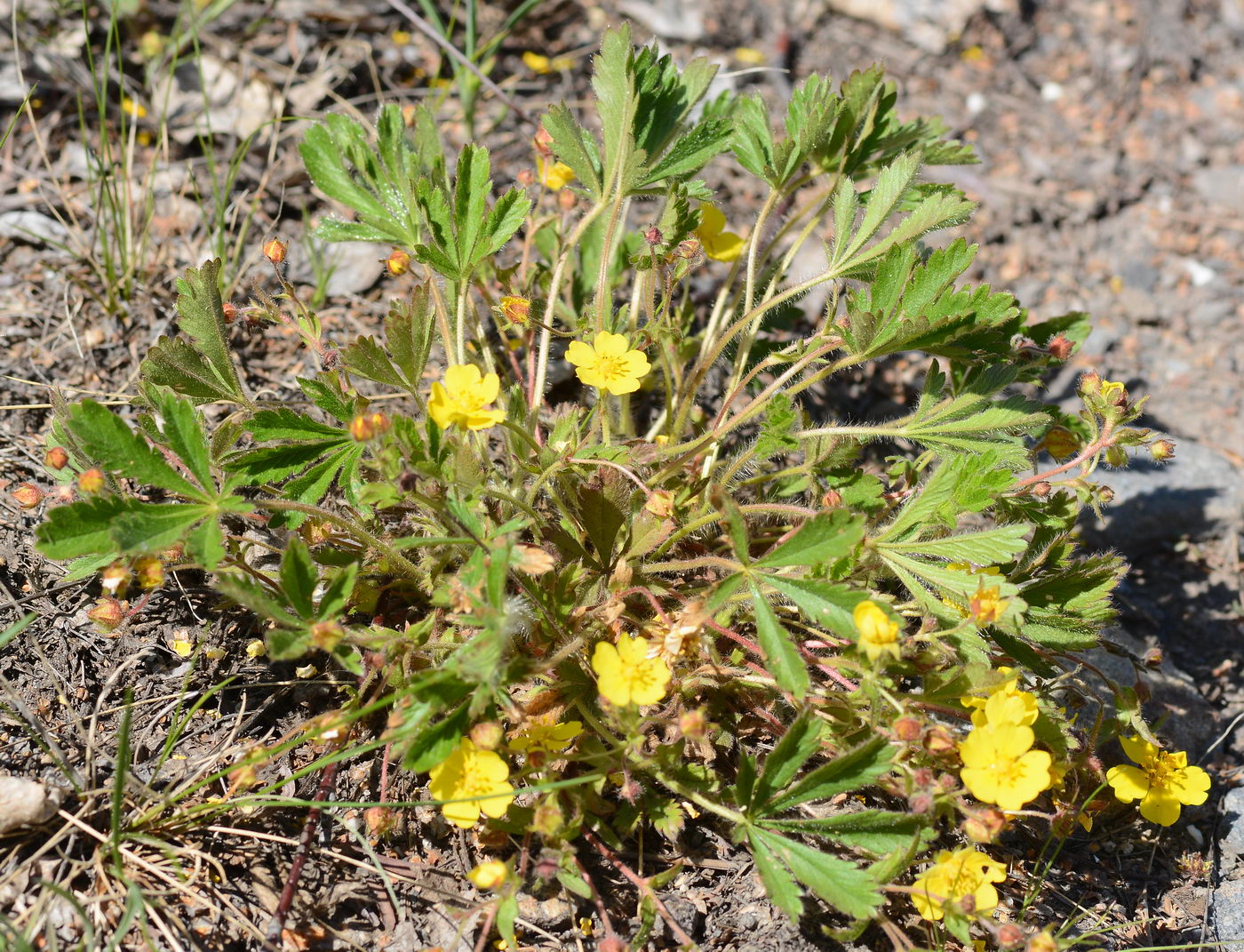 Image of Potentilla humifusa specimen.