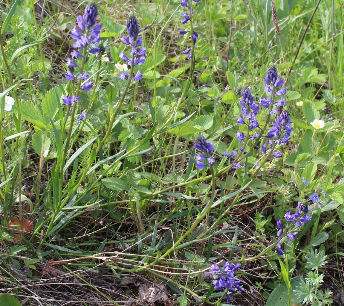 Image of Polygala wolfgangiana specimen.