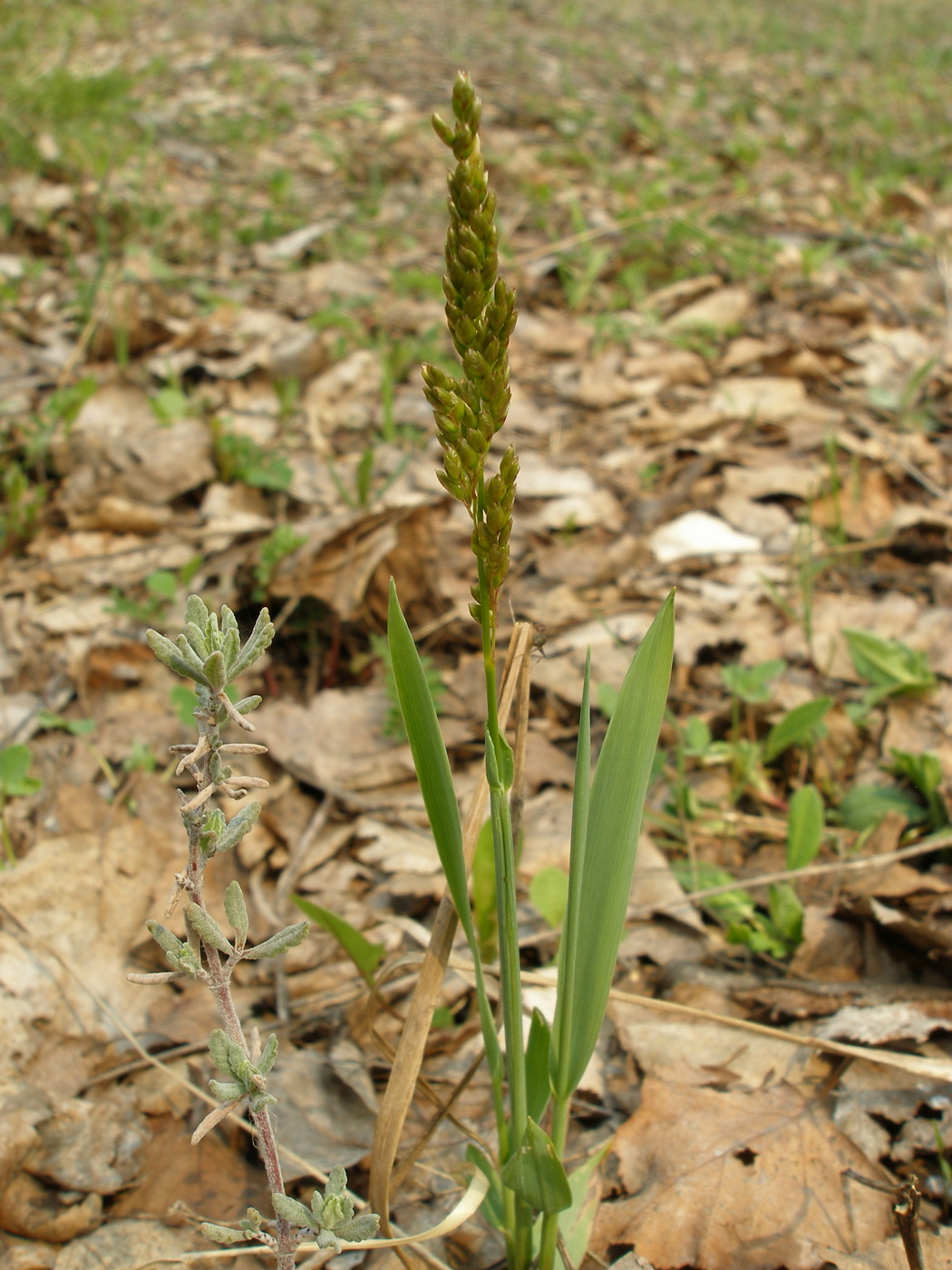 Image of Hierochloe repens specimen.