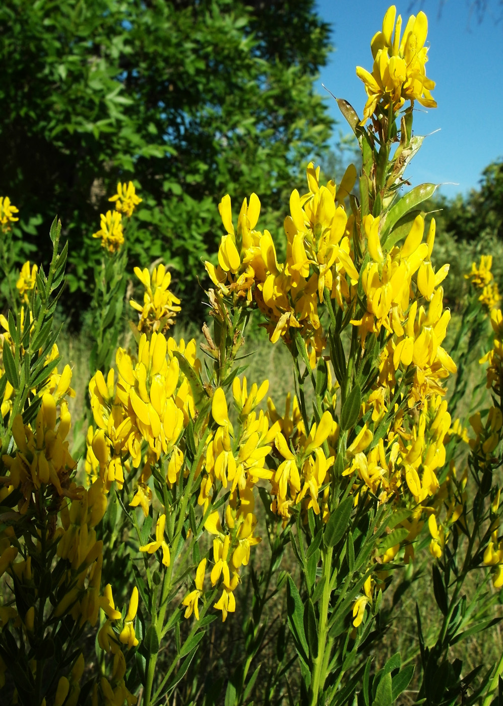 Image of Genista tinctoria specimen.