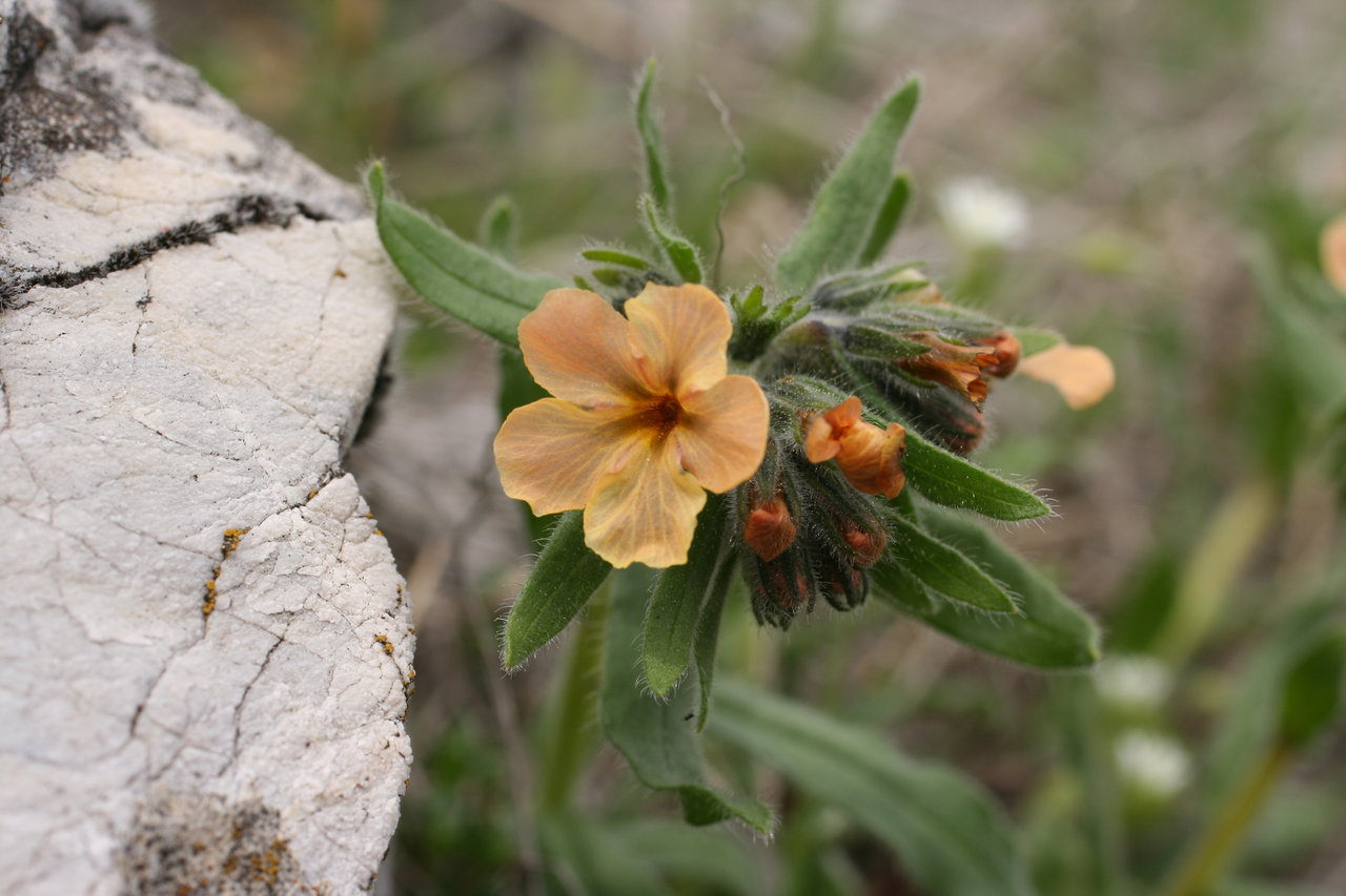 Image of Alkanna stribrnyi specimen.