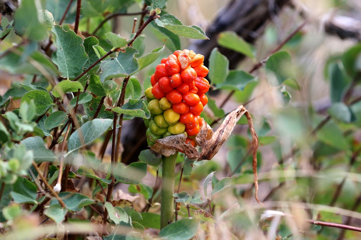 Изображение особи Arum korolkowii.