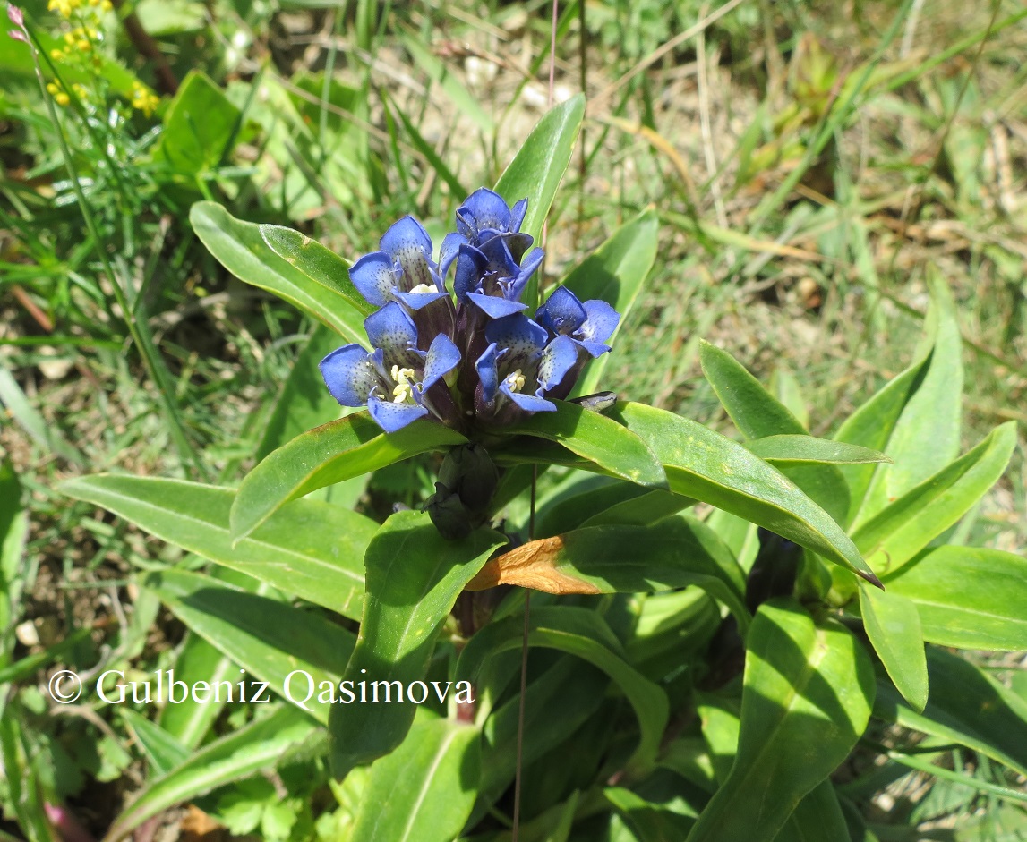 Image of Gentiana cruciata specimen.