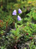 Adenophora curvidens