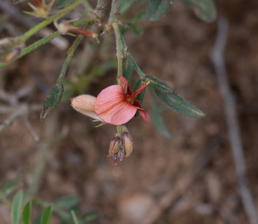 Изображение особи Indigofera heterotricha.